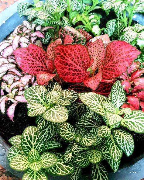 Nerve Plant Care How To Grow Fittonia Plants Artofit