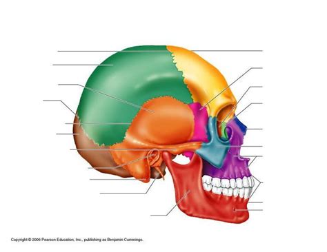 the bones and their major structures are labeled in this diagram, which ...