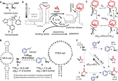 A Functional Groupguided Approach To Aptamers For Small Molecules