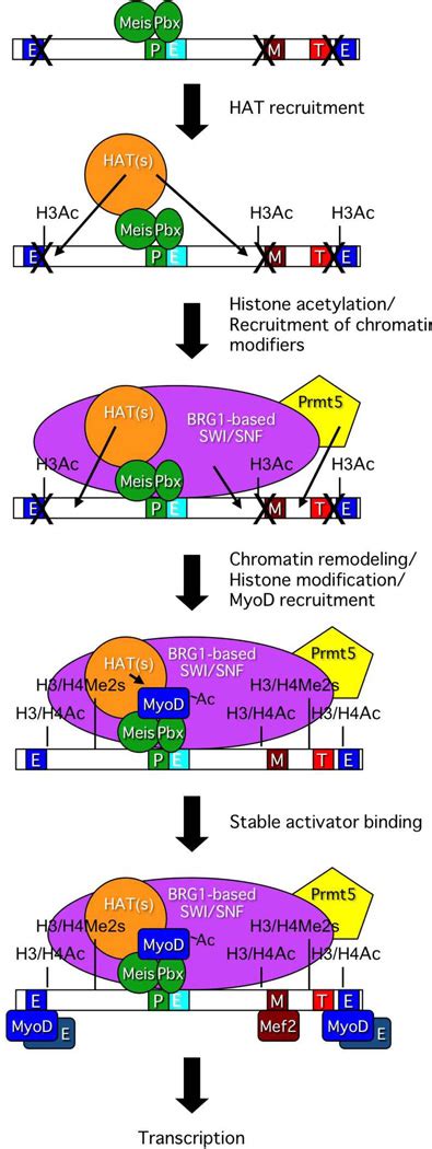 Contrasting Roles For MyoD In Organizing Myogenic Promoter Structures