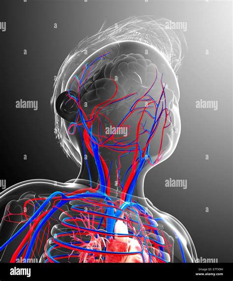 Human Cardiovascular System Computer Artwork Stock Photo Alamy