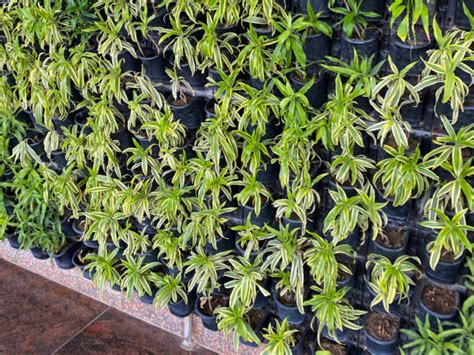 Tropical House Plants That Grow Indoors