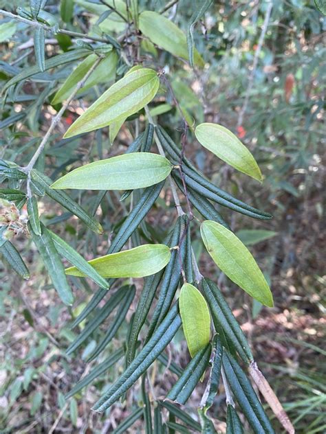 Sweet Sarsaparilla From Sunshine Coast QLD Australia On September 15