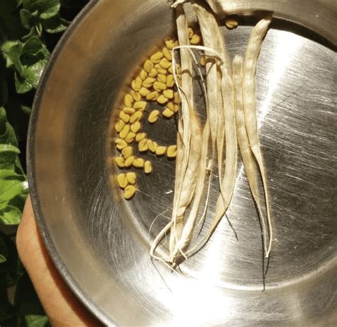 Fenugreek From Seeds To Seeds Thefoodlives