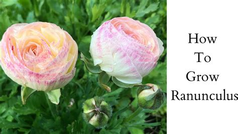 How To Grow Ranunculus Pre Sprout Ranunculus Growing Ranunculus