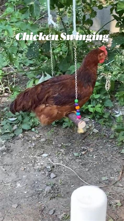 Chicken Swings In Your Backyard Chicken Chickenfun Homestead