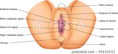 The Vulva Structure Innervation TeachMeAnatomy