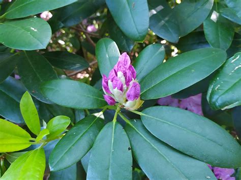 Rhododendron Knopf Blume Kostenloses Foto Auf Pixabay Pixabay