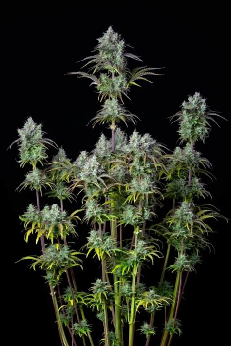 Nasiona Konopi Fast Buds Big Bud Auto Canatura