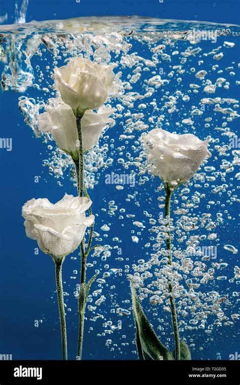 White roses inside in water on a blue background. Flowers under the ...