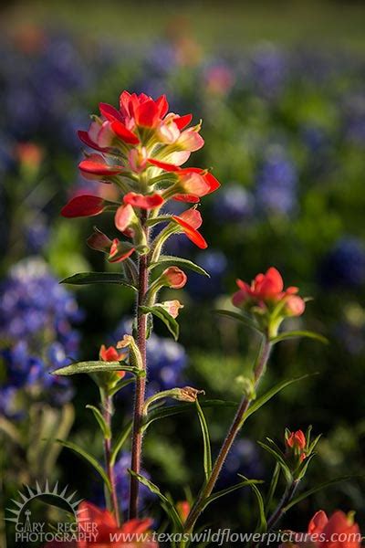 Indian Paintbrush Wildflower Portraits Texas Wildflowers