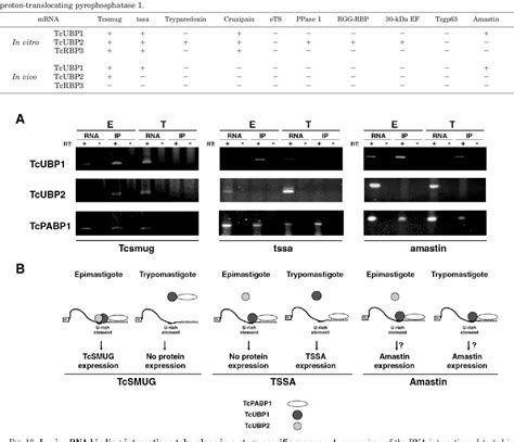 Figure 1 From RNA Recognition Motif Type RNA Binding Proteins In