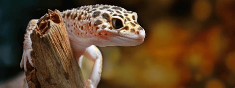 Leopard Gecko Care Sheet – IMPERIAL REPTILES & EXOTICS