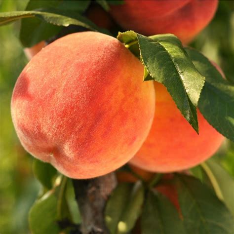 Contender Peach Tree Plants Bulbs And Seeds At