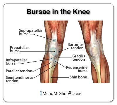 bursae around knee Diagram | Quizlet