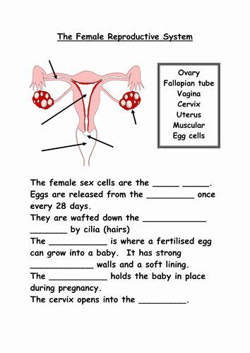 The Female Reproductive System Worksheet Lovely Reproductive organs by ...