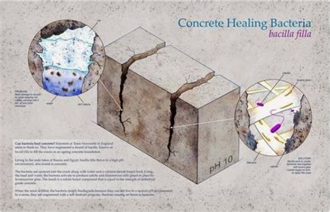 Bacteria That Naturally Heals Cracks In Concrete Designs And Ideas On Dornob