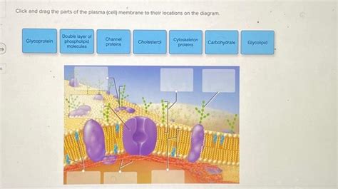 Solved Click And Drag The Parts Of The Plasma Cell Chegg