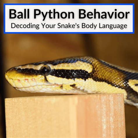 How To Breed Ball Pythons Easy Step By Step Guide