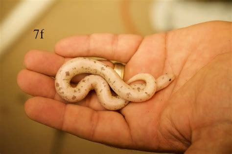 Snow Stripe Paradox Established Kenyan Sand Boa By Brettsboas