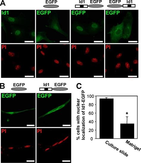 Subcellular Localization Of EGFP Tagged Id1 In Vascular ECs During