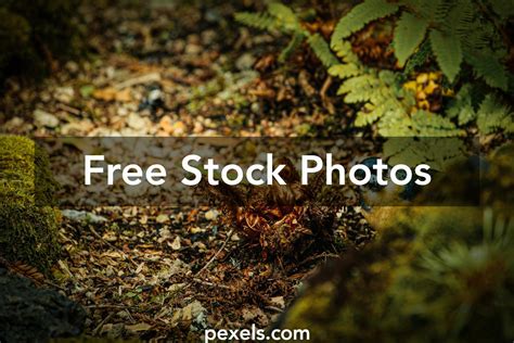 Finch Habitat Photos Download The Best Free Finch Habitat Stock Photos