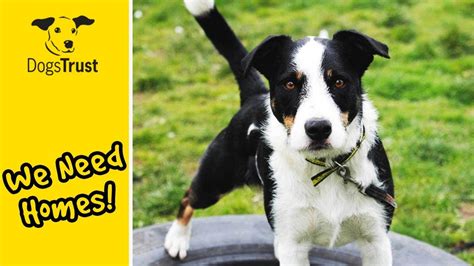 Our Dogs Of The Week Can You Give Them A Home Dogs Trust Youtube