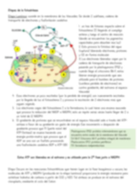 Solution Cloroplastos Y Fotosintesis Resumen Studypool