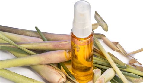 Does Lemongrass Really Work As A Mosquito Repellent