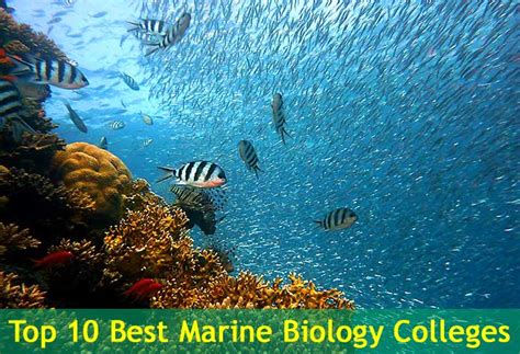 Top 10 BEST Marine Biology Colleges in the USA in 2024