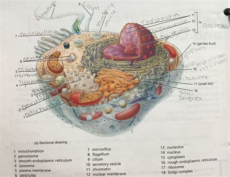 Cell Structure And Cell Cycle Diagram Quizlet