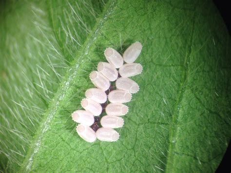 Kudzu Bug Eggs Photo Taken By Steven Reyna An Entomology Phd Student At