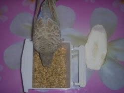 Budgie Diet - Budgie Place