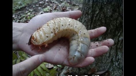 world  biggest insect     collection  largest