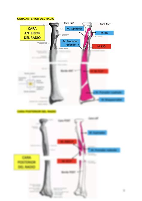 Solution Anatomia Tema Osteologia Codo Y Antebrazo Studypool