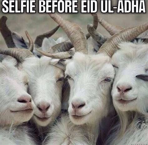 Eid UL Adha Memes 2023 Funny Images Share With Your Friends