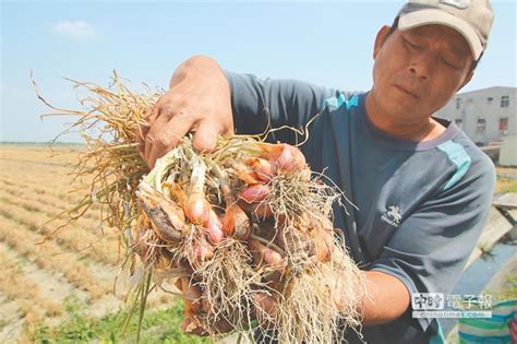 紅蔥頭價跌 農民心酸無人問 地方新聞 中國時報