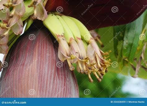 Banana flower development. stock image. Image of five - 254328459