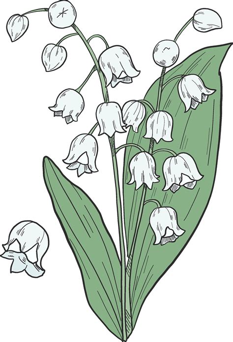 Lily Of The Valley Png Transparent Images Png All