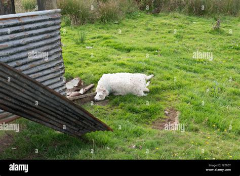 Body Of Dead Sheep Hi Res Stock Photography And Images Alamy