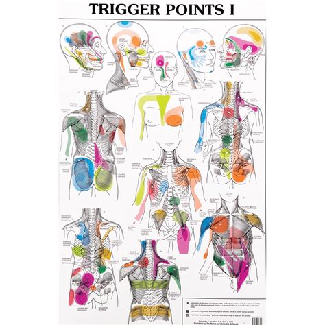 Acupuncture Charts Reflexology Chart Tens Unit Therapy Stress