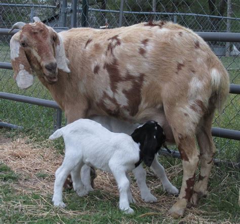 See the Beauty in the Ordinary: Sweet Baby Goats