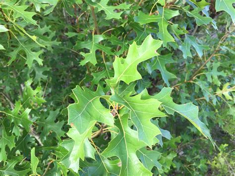 Texas Red Oak Leaves