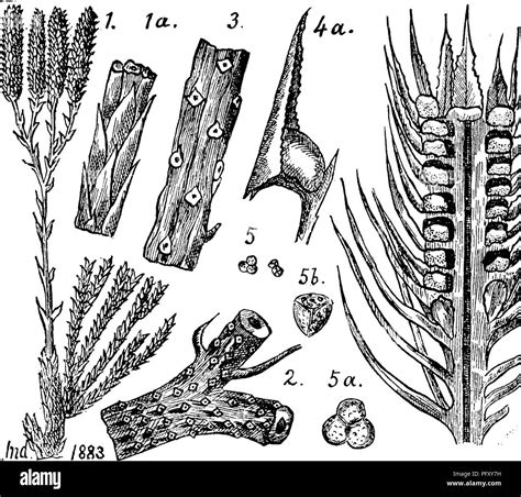 Branches of paleontology hi-res stock photography and images - Alamy