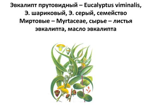 Эфирные масла - презентация онлайн