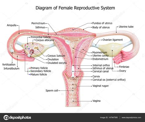 Sistema reproductor femenino diagrama de imagen fotografía de stock