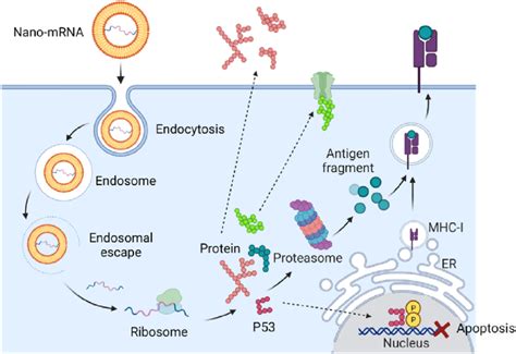 A Scheme Showing The Intracellular Delivery And Translation Process Of