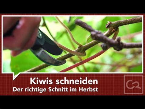 Kiwis Schneiden Der Richtige Schnitt Im Herbst YouTube