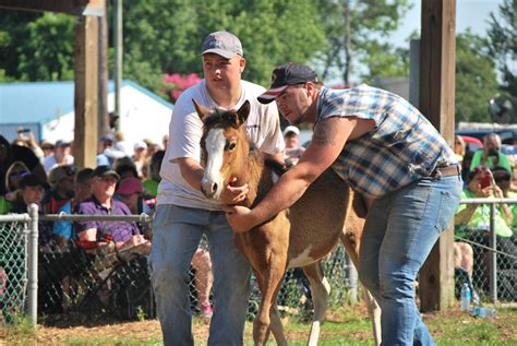 Chincoteague Pony Auction