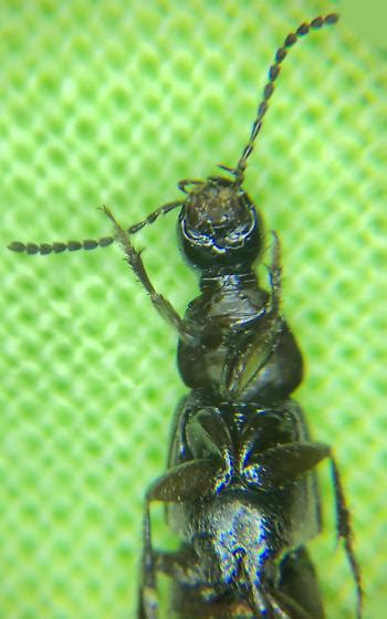 Staphylinidae Carrion Beetle Philonthus Politus Philonthus Bugguidenet